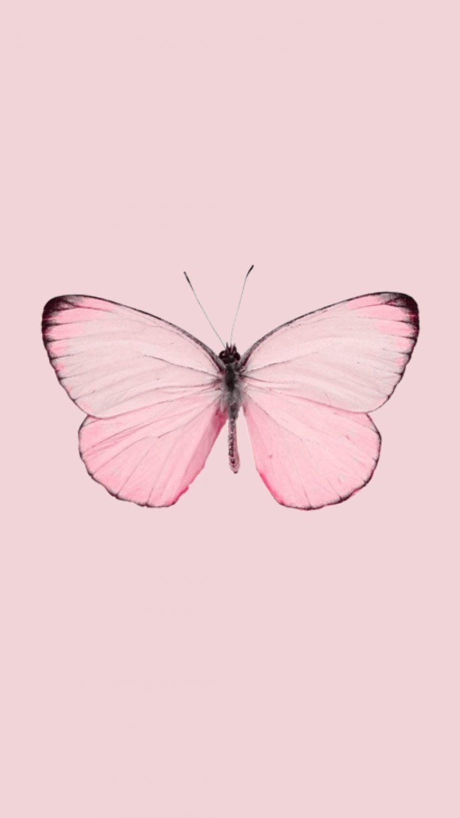 Бабочки розовые картинки