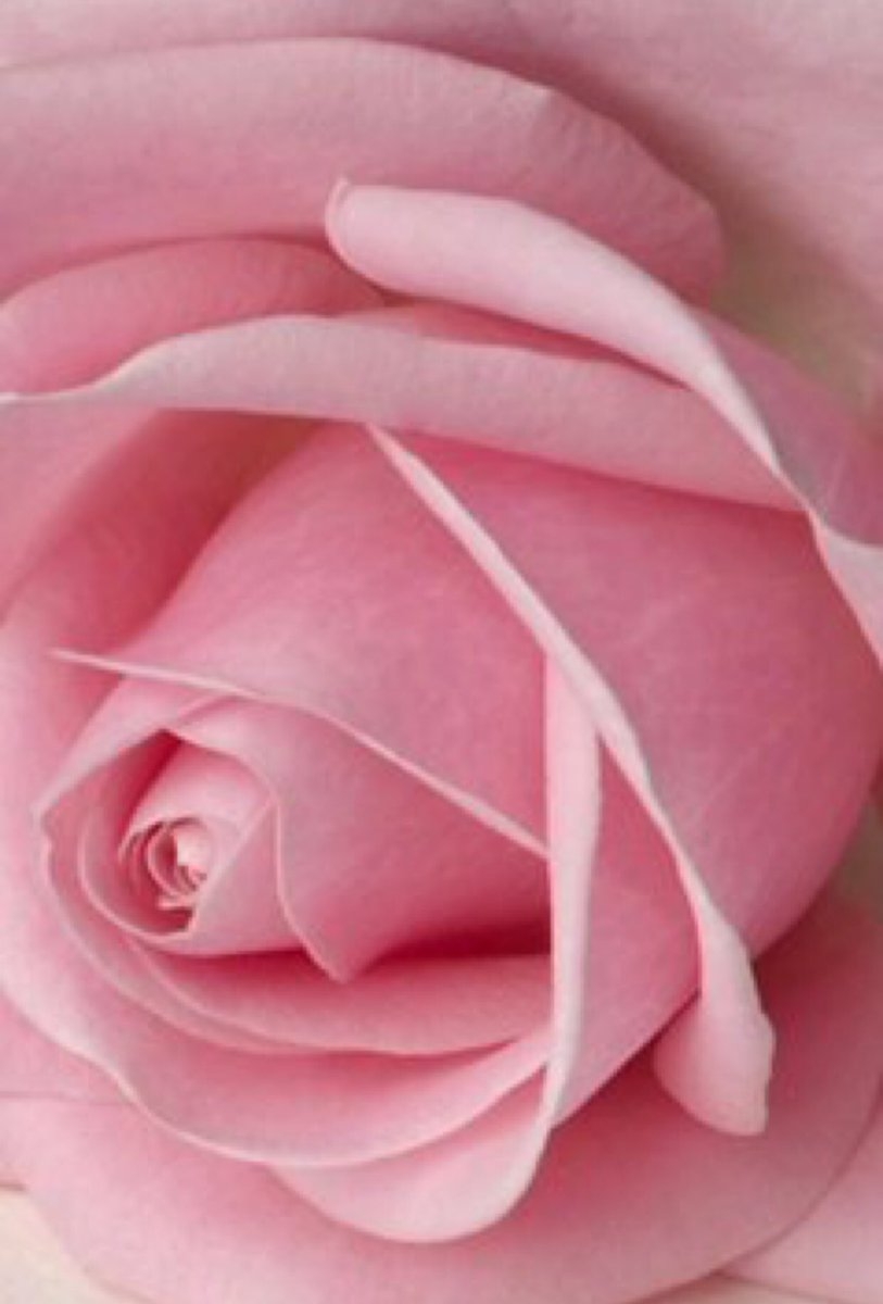 картинки роза розового цвета