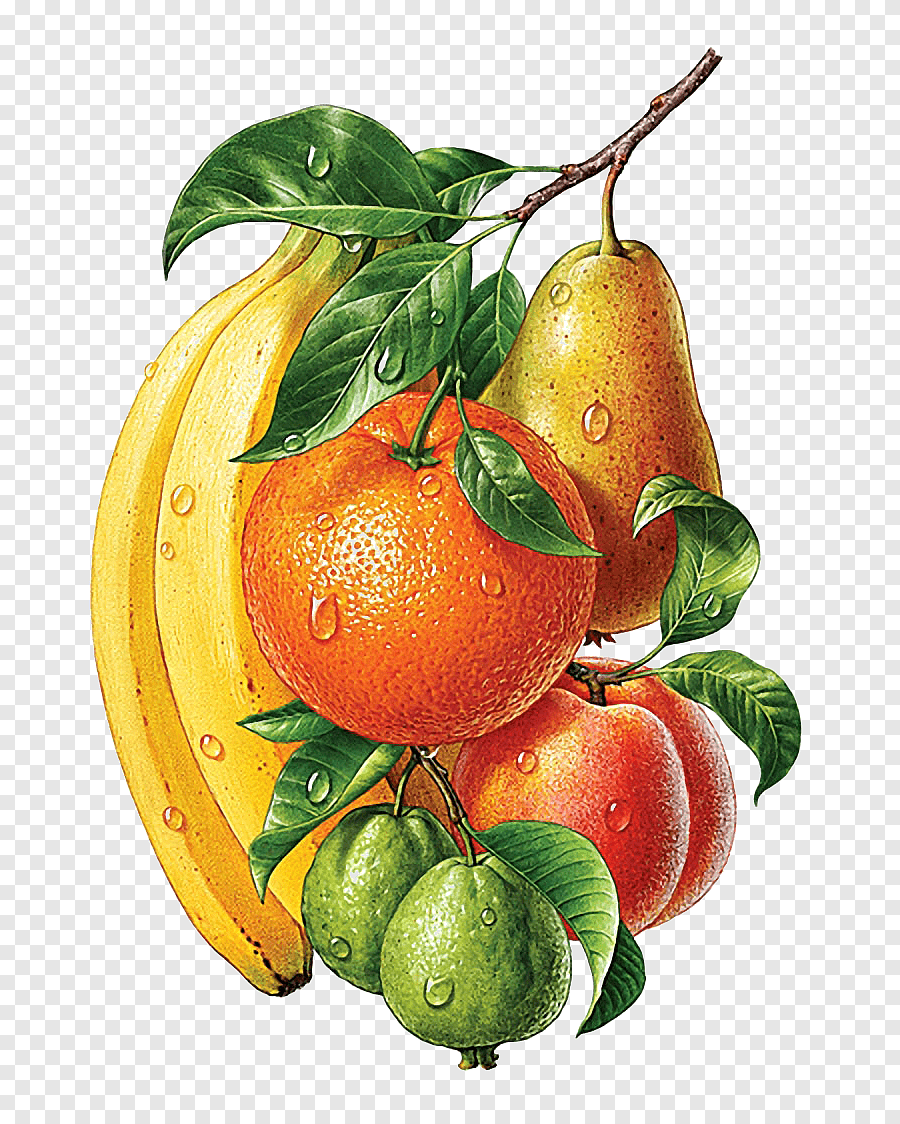 Рисунки фруктов