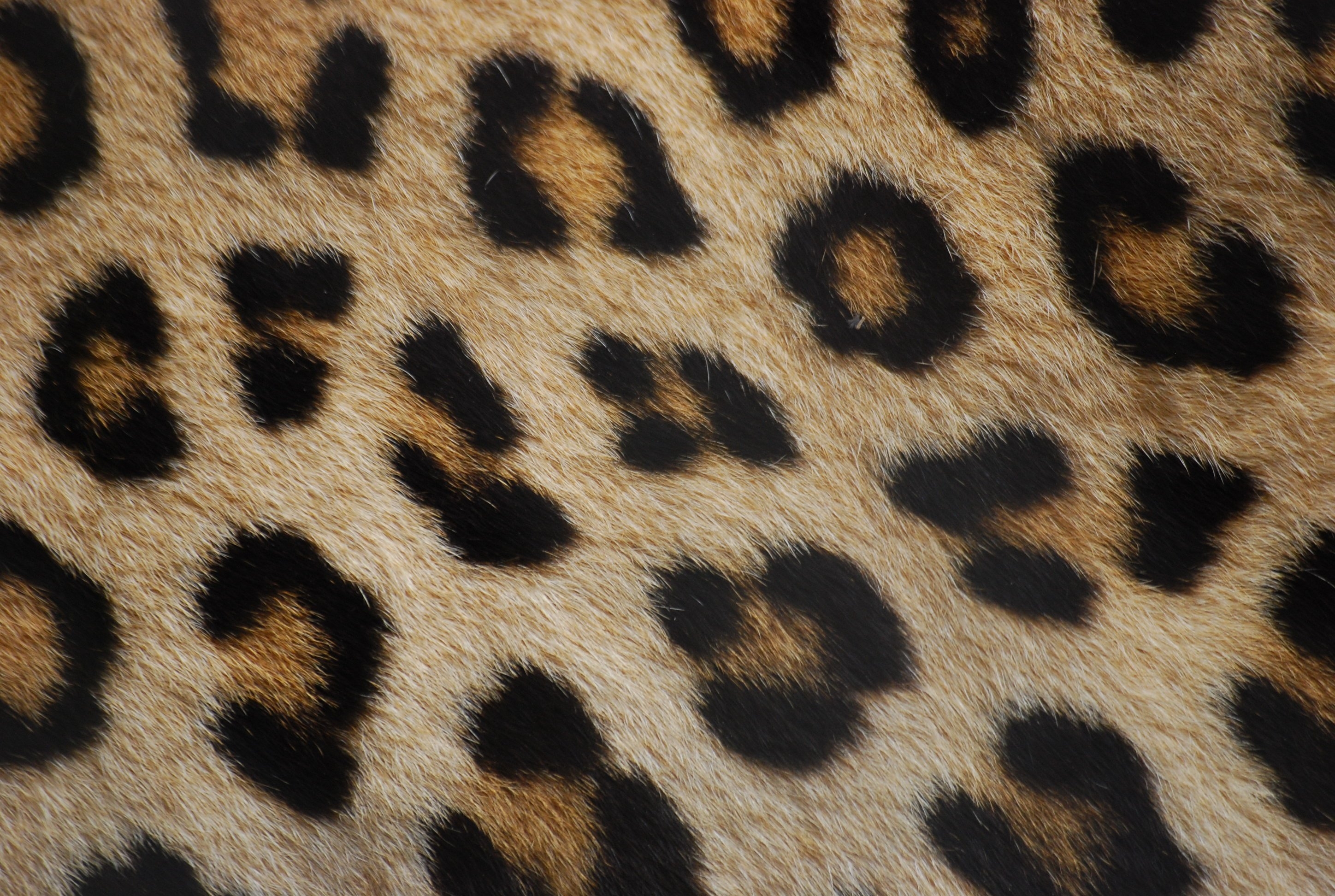 Animal pattern. Леопард фактура. Леопард паттерн. Шкура леопарда. Шерсть леопарда.