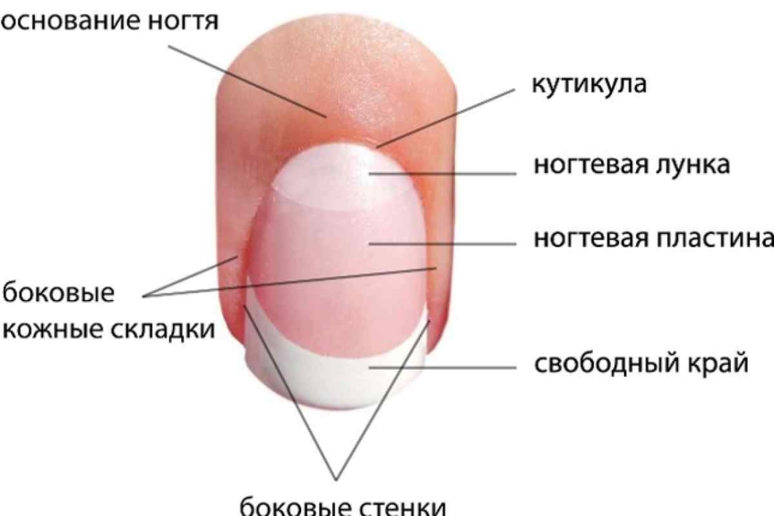 Ногтевое ложе. Строение кутикулы ногтя. Структура ногтевой пластины. Строение ногтевой пластины схема. Из чего состоит пластина ногтя.