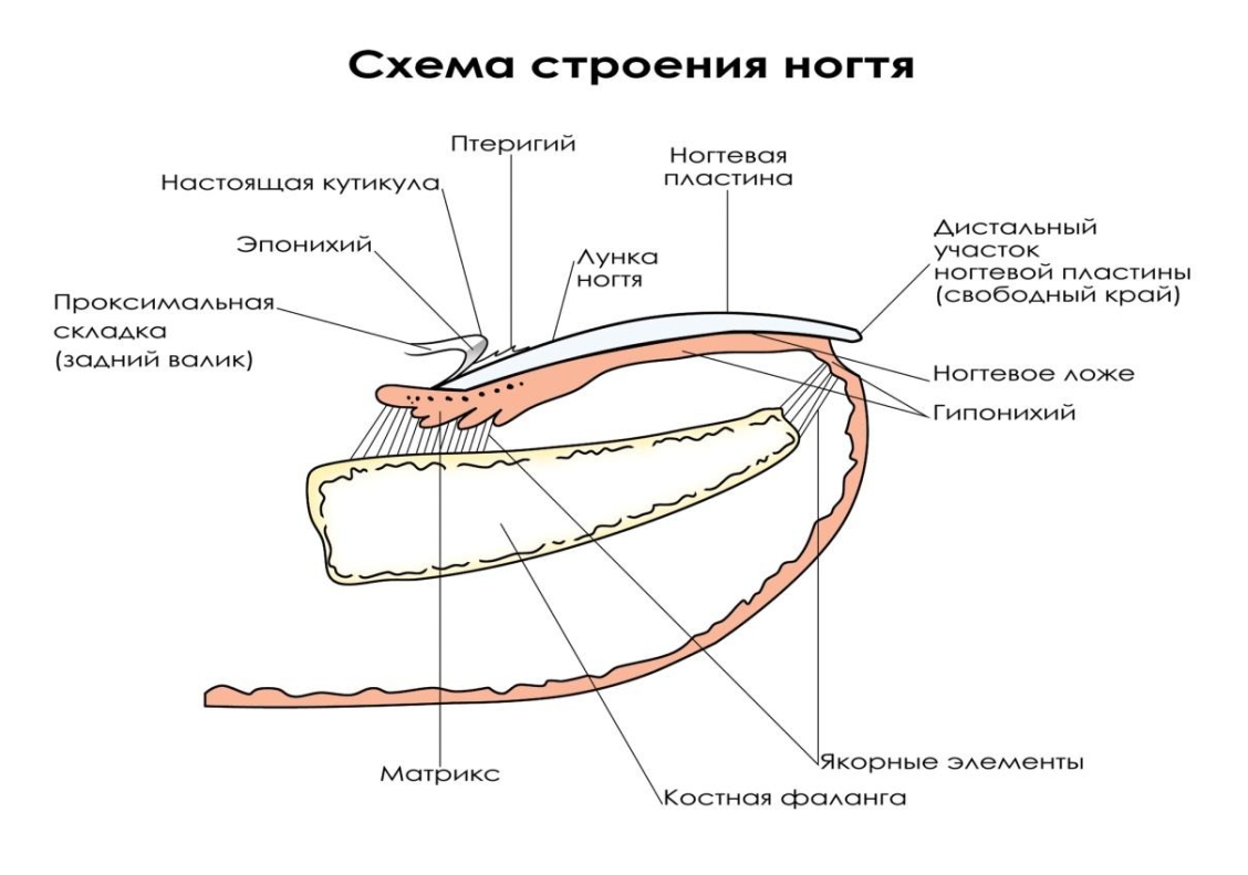 Схема обработки кутикулы фрезой пламя