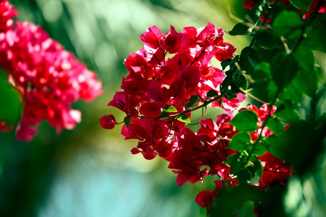 Chaozhou Red бугенвиллия