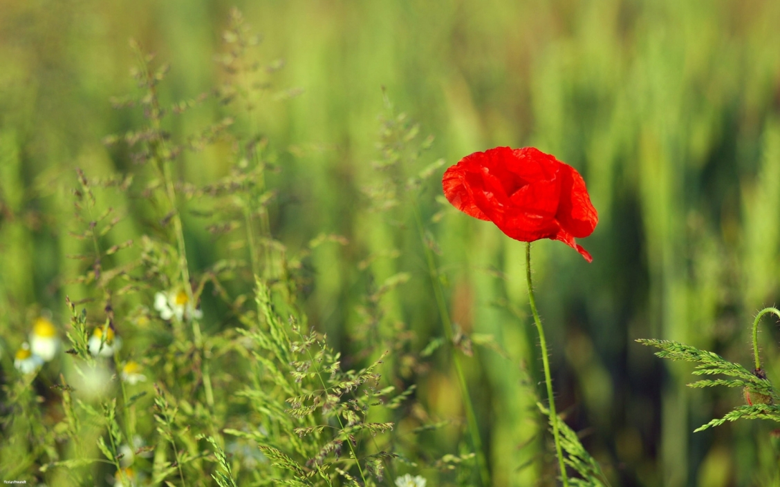 Dianthus зелень