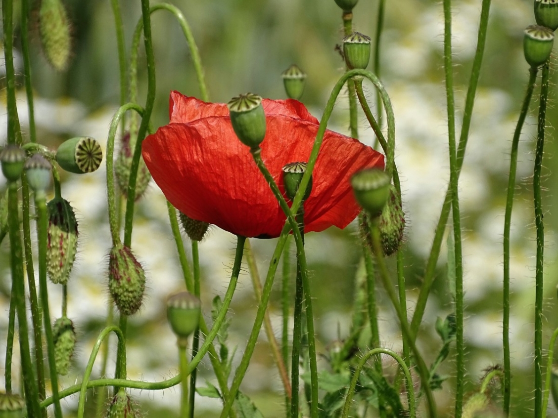 Mohnblume Feld