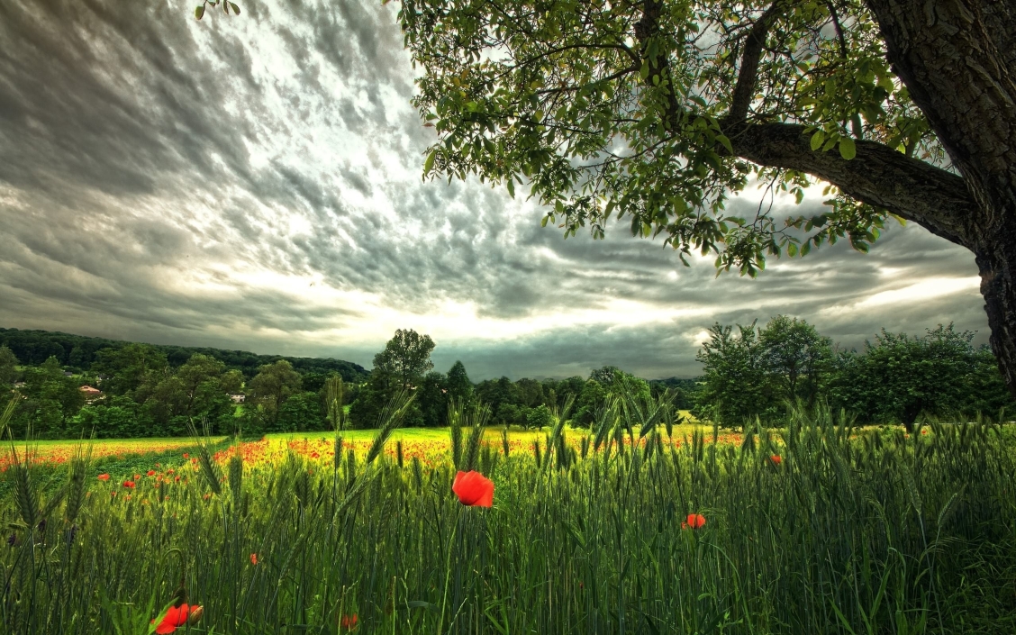 Лето природа