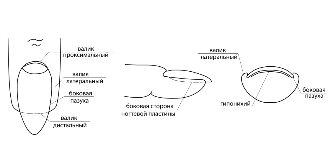 Разные формы ногтей с названиями
