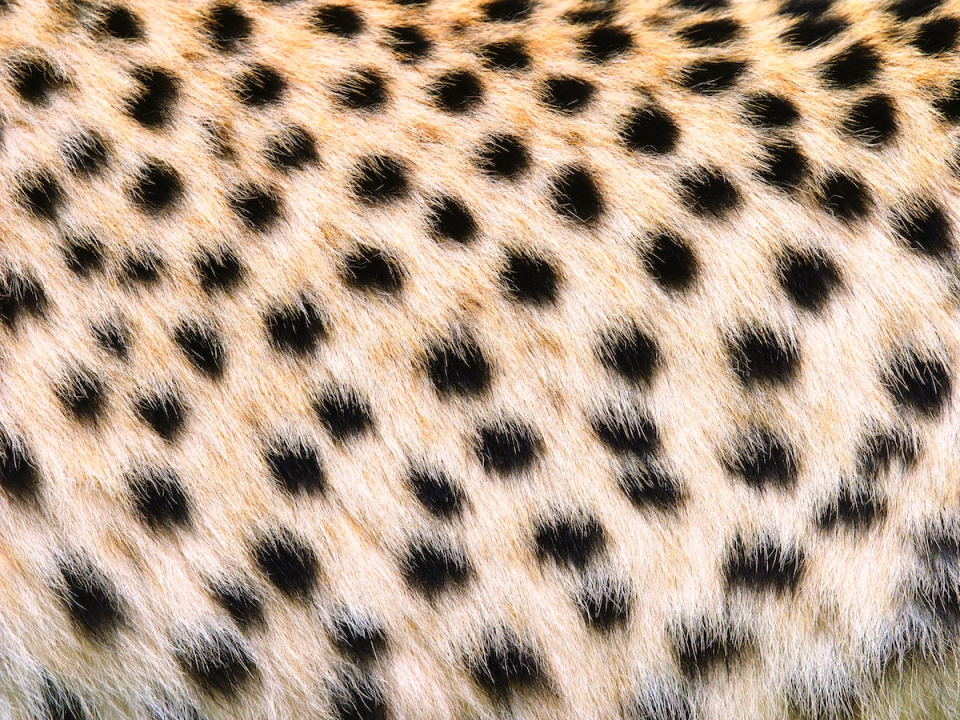 Animal Print Leopard