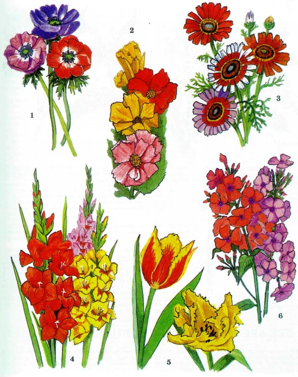Разные цветы рисунки