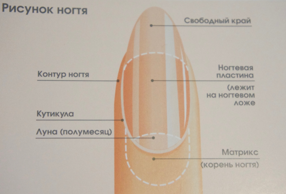 Длина и форма нарощенных ногтей таблица