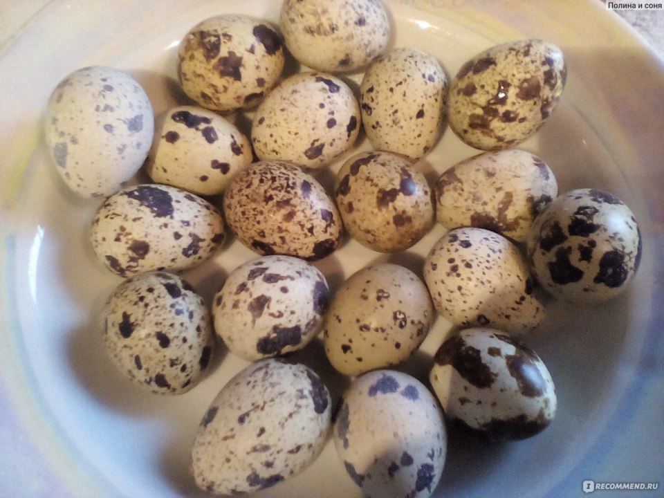 Incubation of Quail Eggs at Home conditions terms
