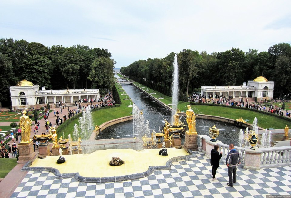 Петергоф коровы