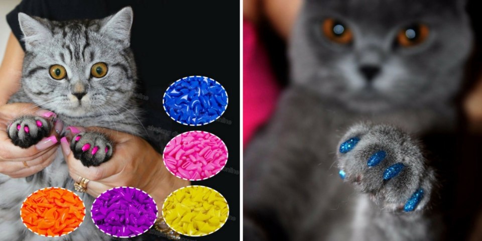 Маникюр с котятами как