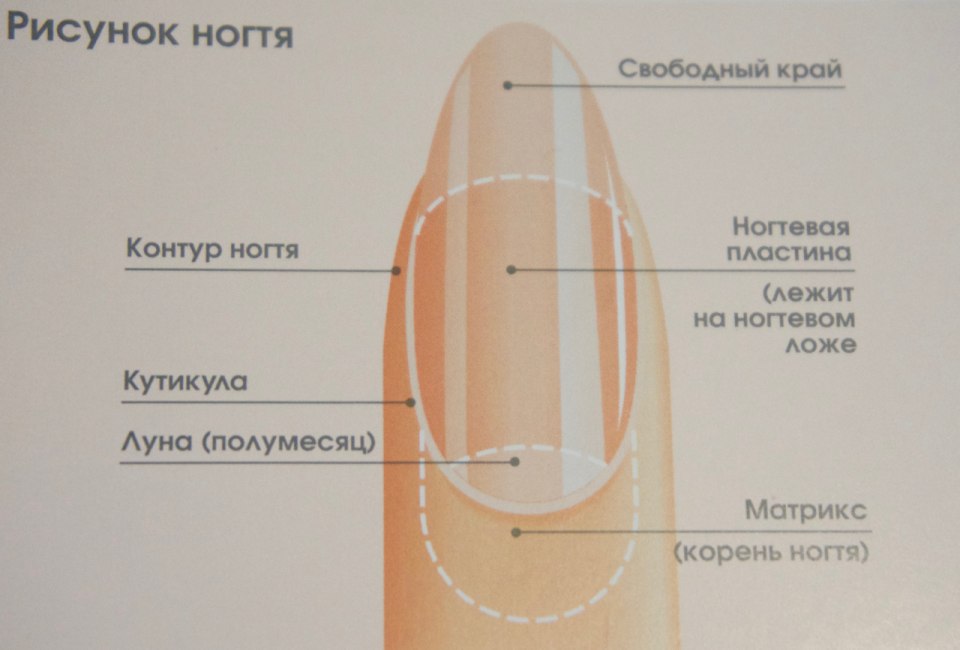 Строение ногтя
