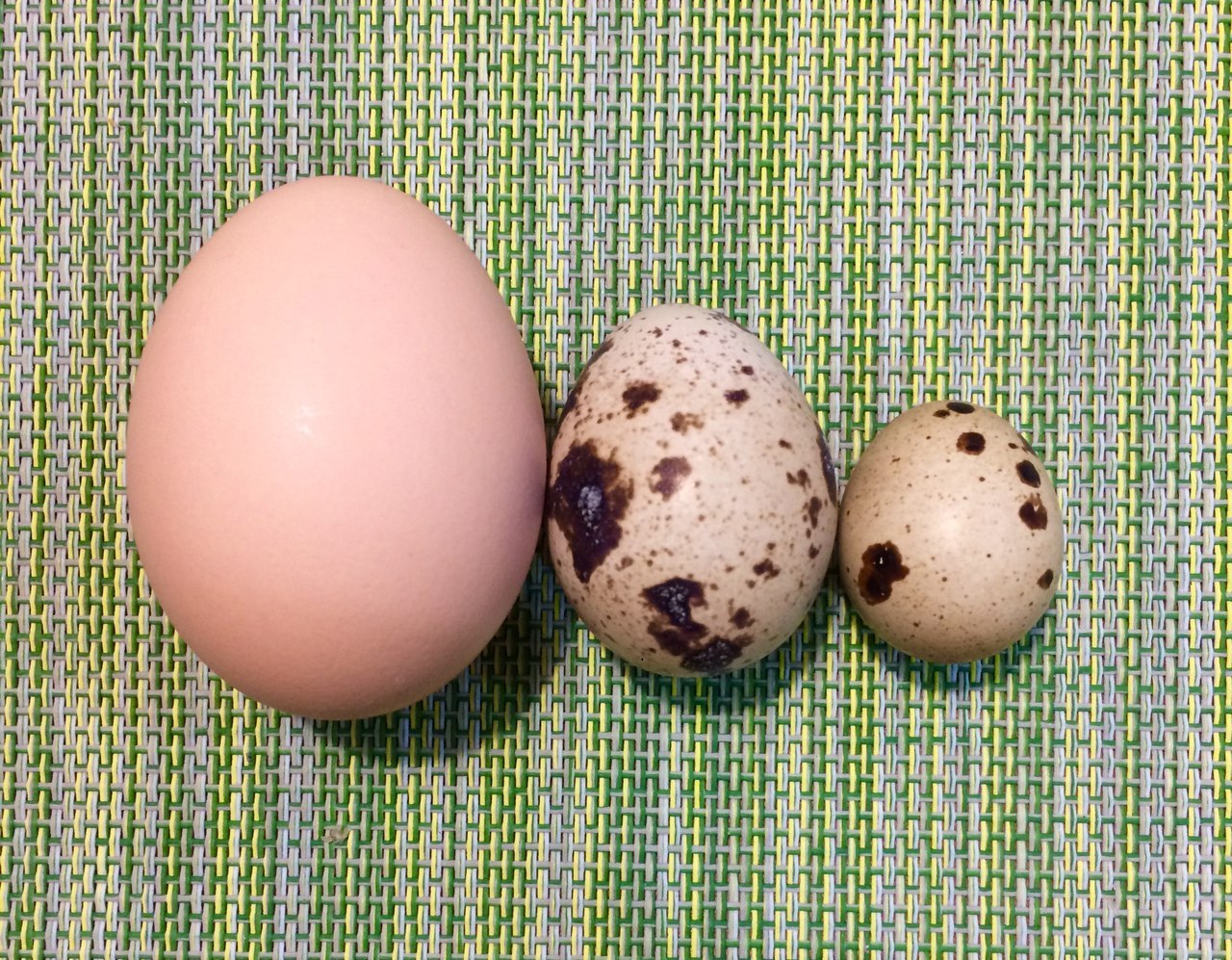 Перепелиные яйца цветовая палитра