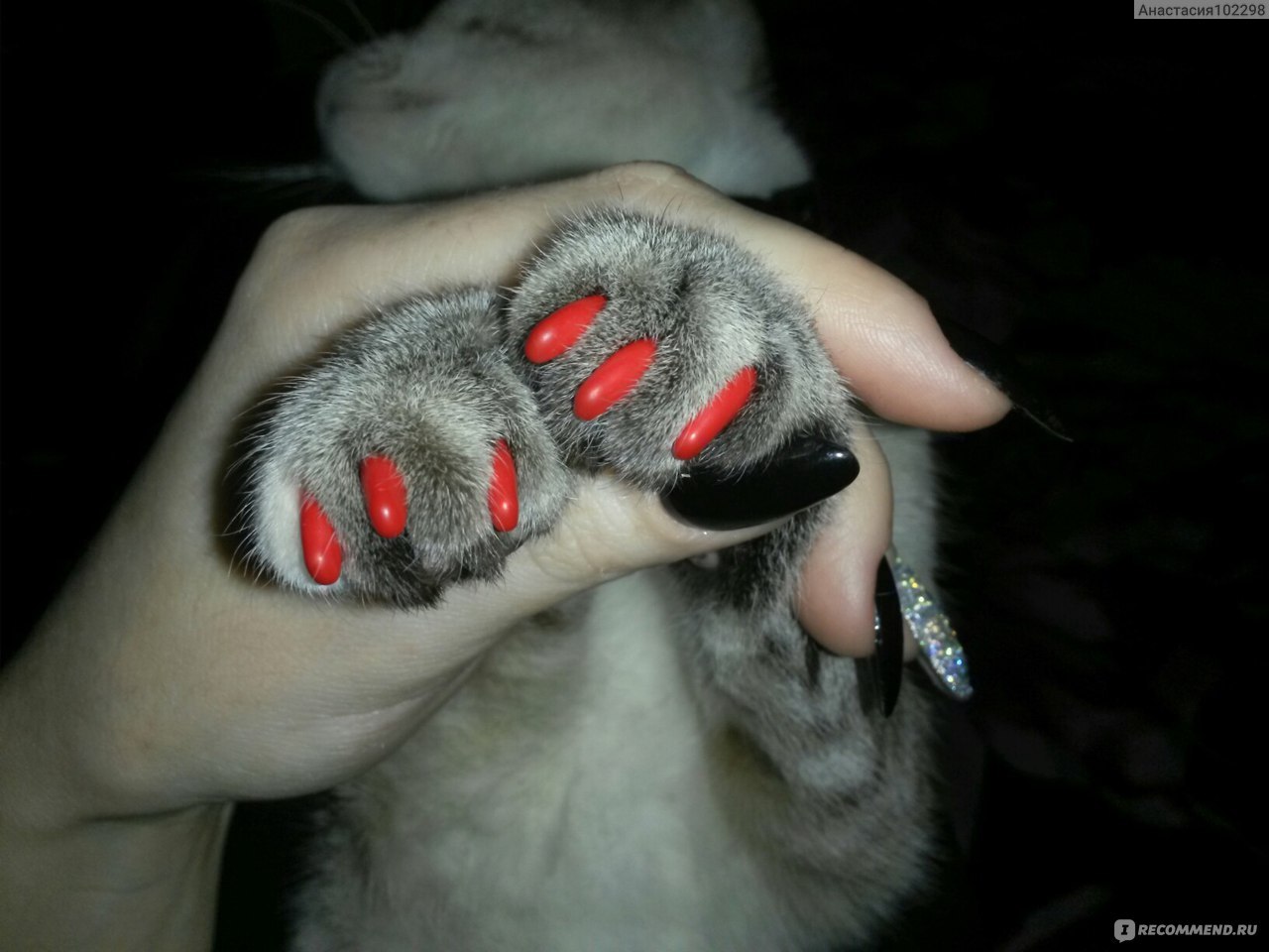 Ногти когти кошки. Кошачьи ногти маникюр. Маникюр кошачьи когти. Ногти кошачий коготь. Форма ногтей кошачий коготь.