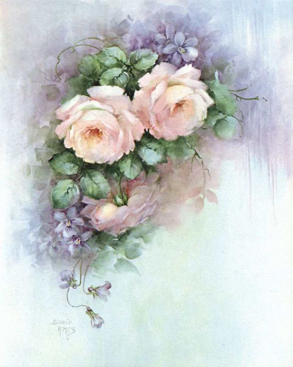 Розы Sonie Ames