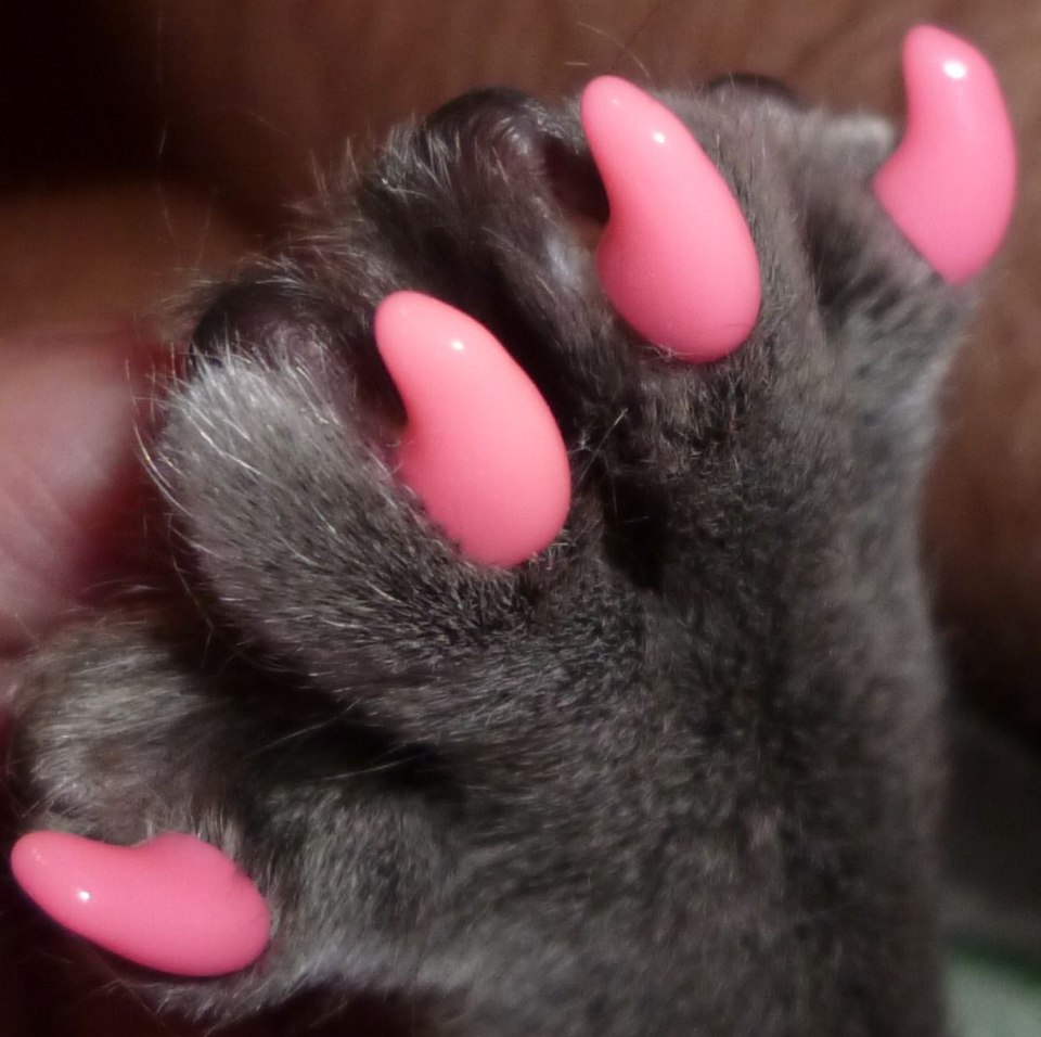 Антицарапки для кошек XS