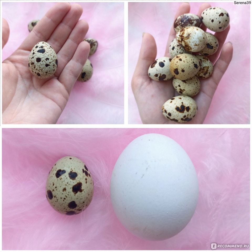 Лак Аурелия далматинец