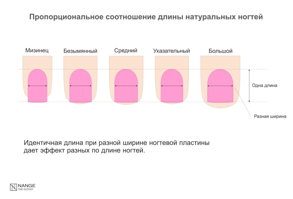 Пропорции ногтей при опиле