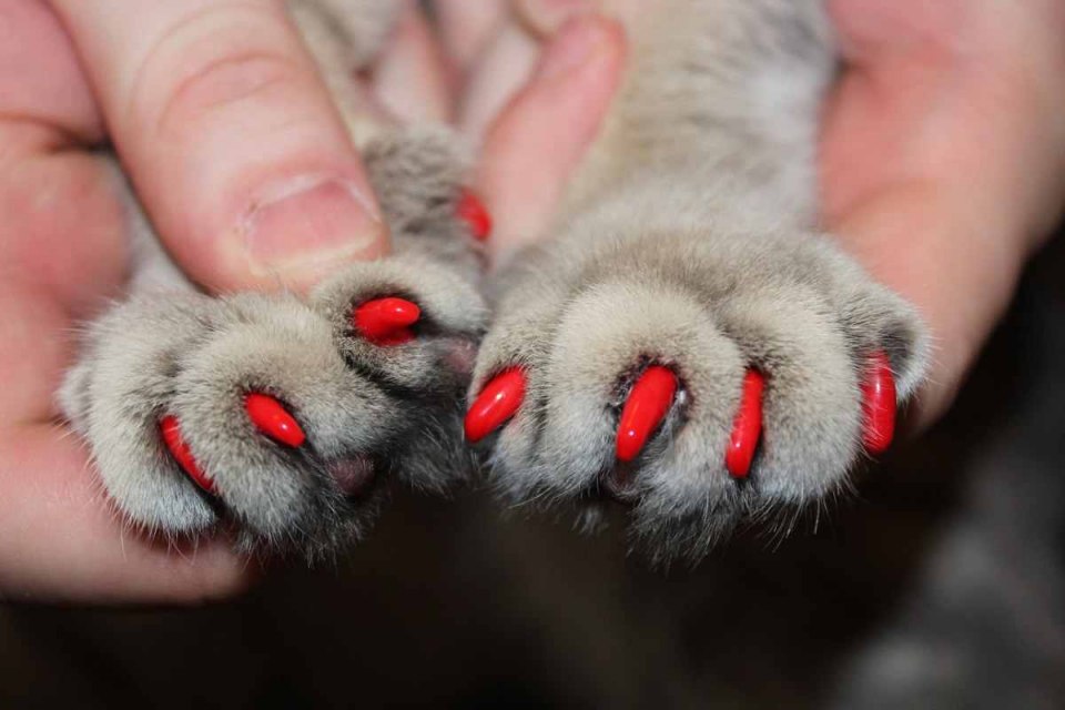 Кошка на ногтях