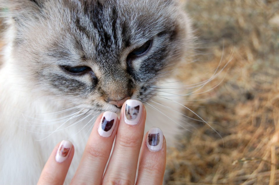 Маникюр с котятами