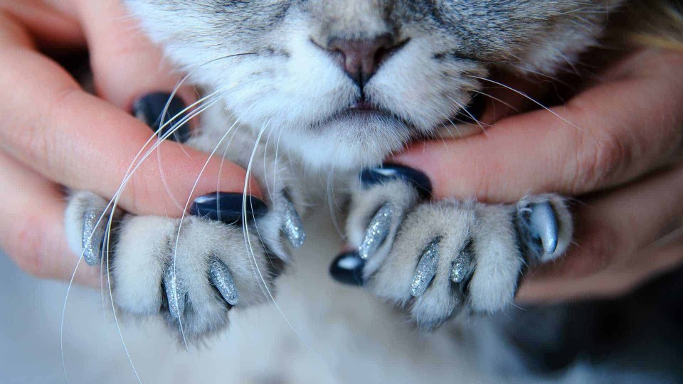 Бенгальская кошка на ногтях