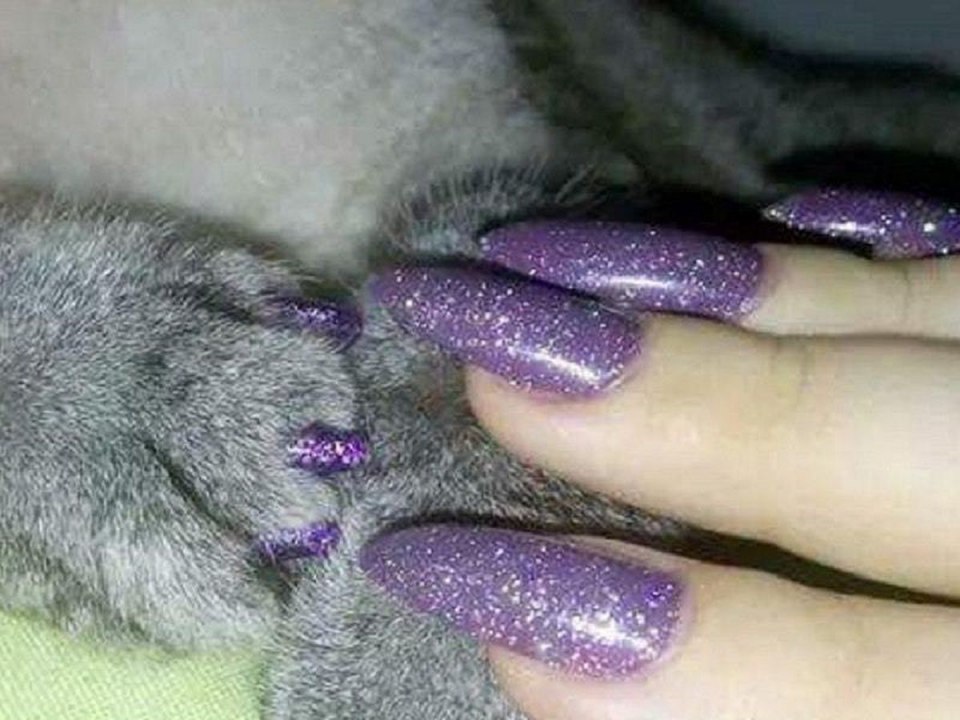 Ногти животных