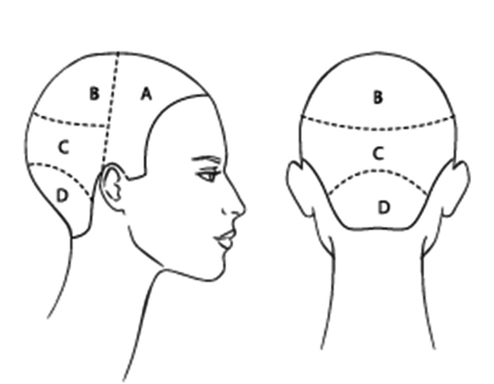 Деление головы на зоны для парикмахеров схема
