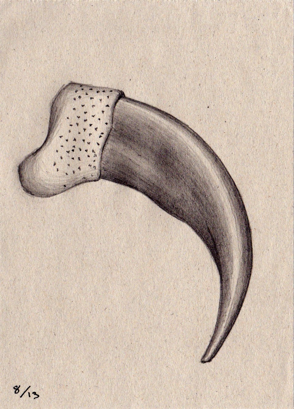 Когти зарисовка