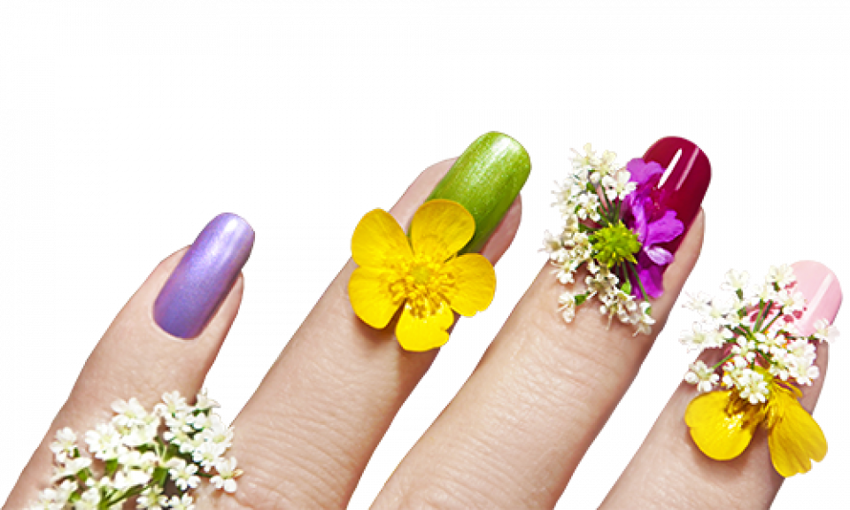 Руки с маникюром на прозрачном фоне