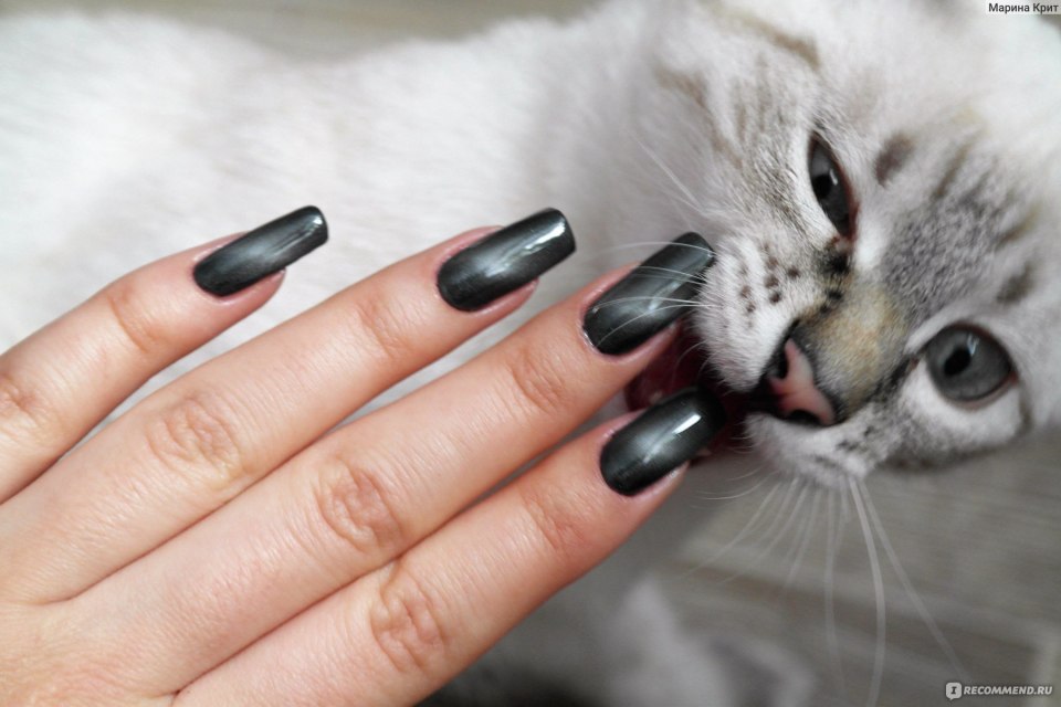 Маникюр с лаком кошка