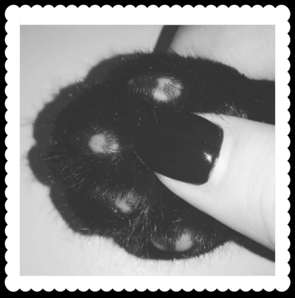 Ногти черный френч кошечка