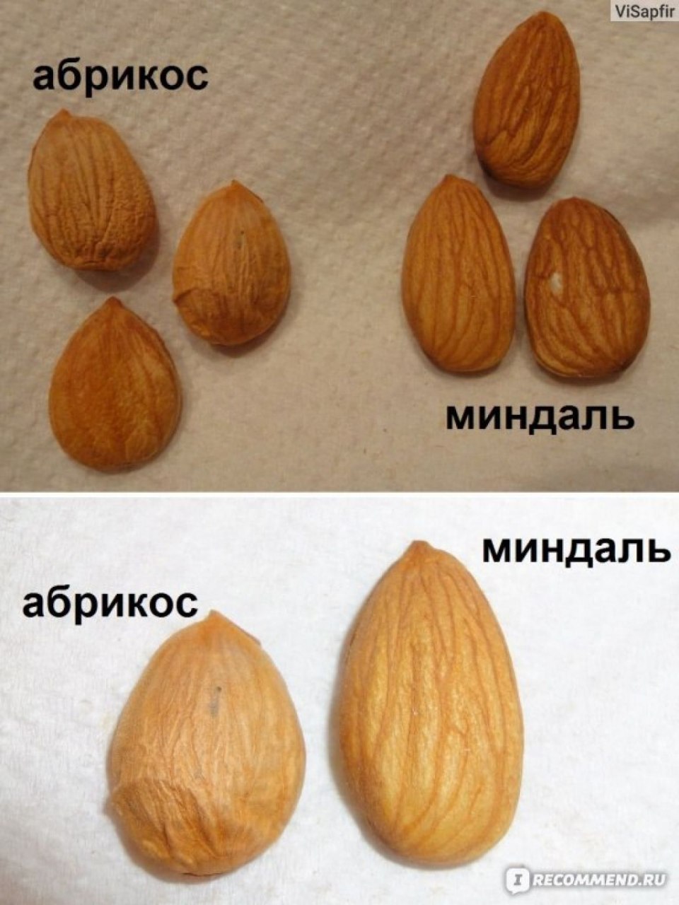 Недозревший зеленый миндаль