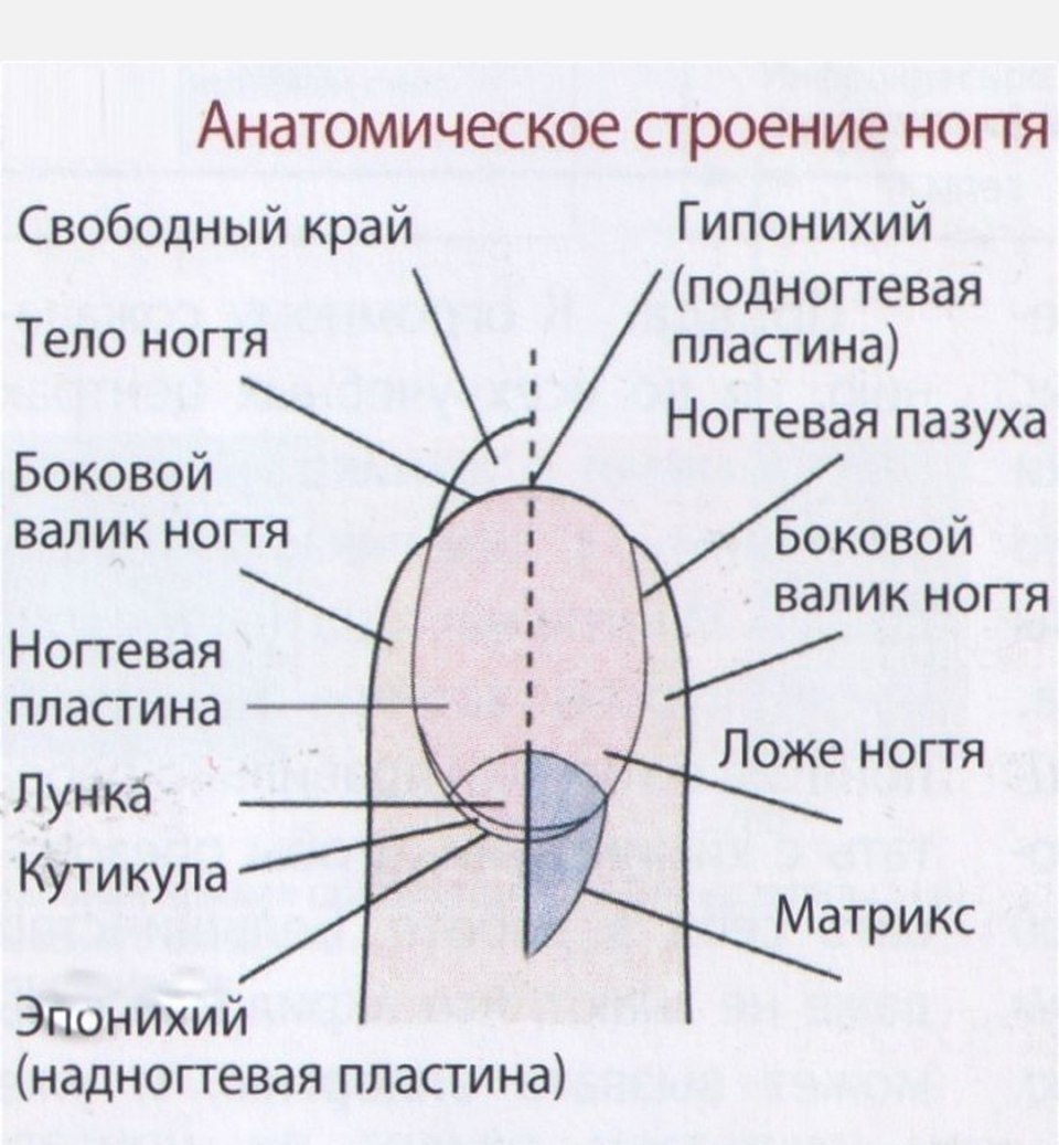 Строение ногтевой пластины для мастера маникюра схема