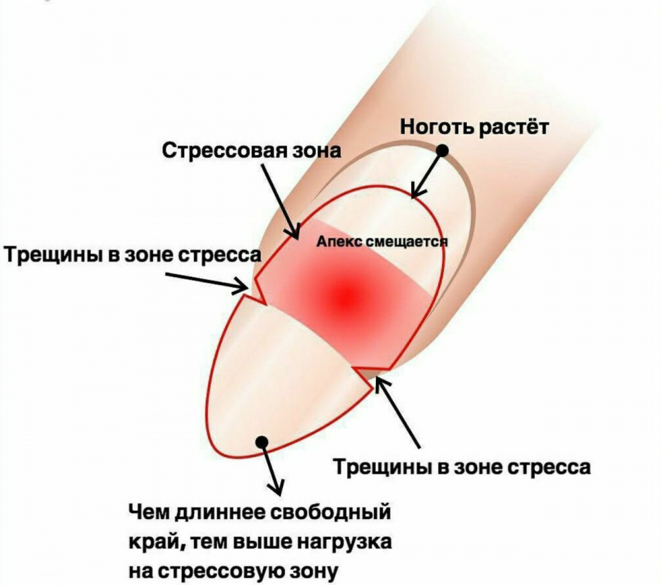 Отсутствие ногтей на пальцах у человека