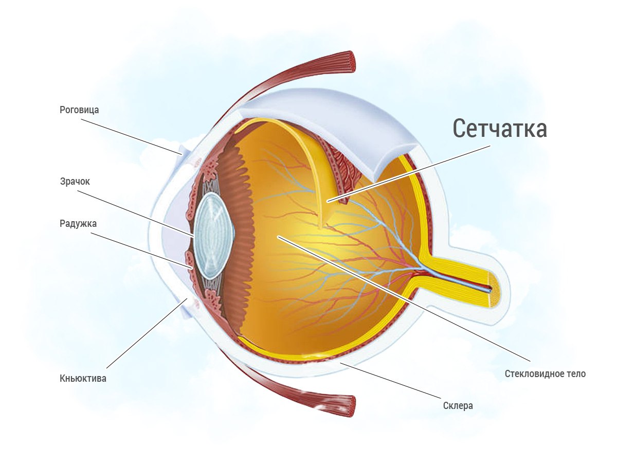Сетчатка глаза картинка
