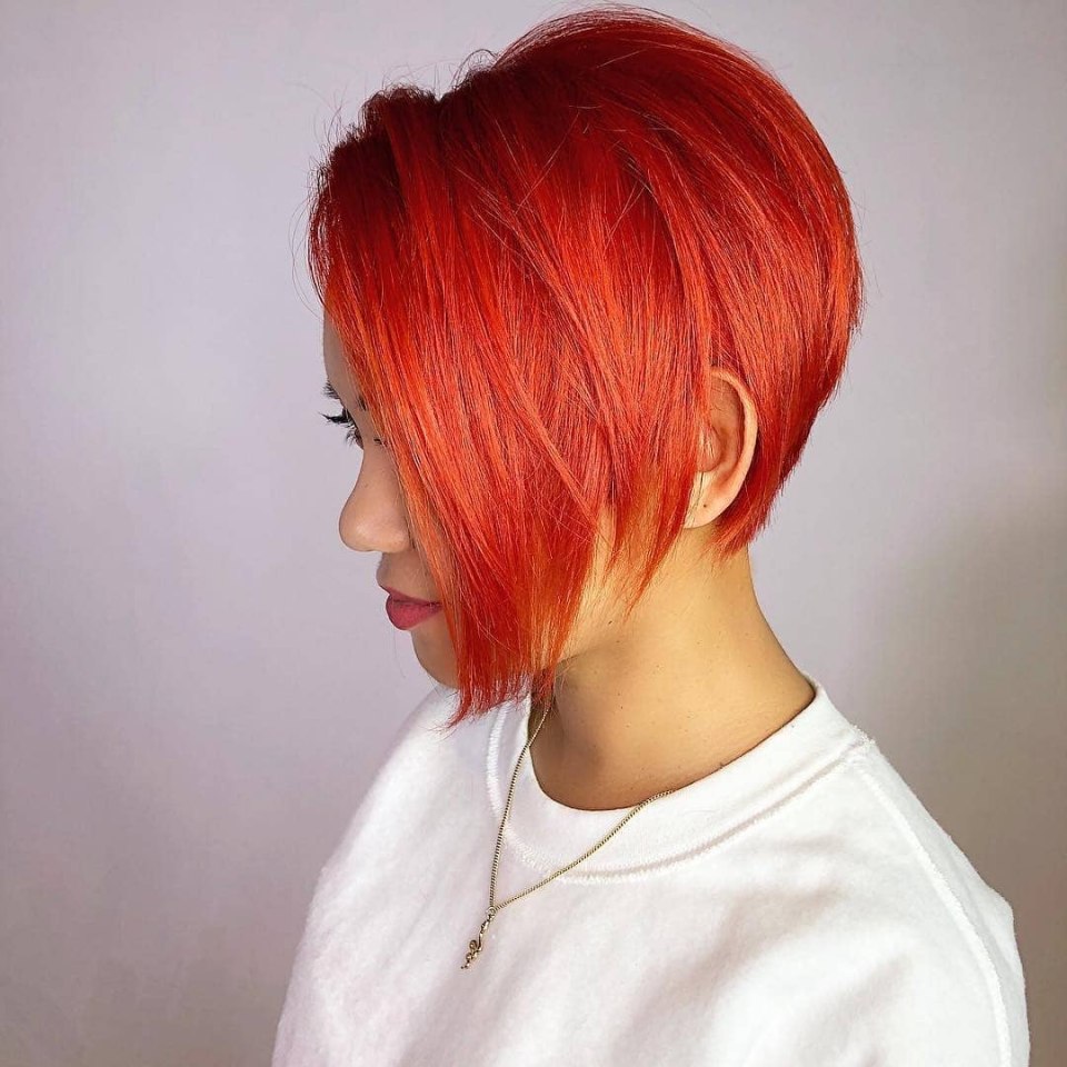 Pixie Bob стрижка красный
